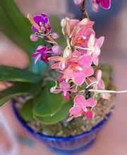 JB orchids imagen 7