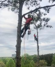 Southeast Tree image 6