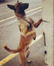 DetectDOG by HDD, Horner Détection Désinfestation sàrl Bild 3