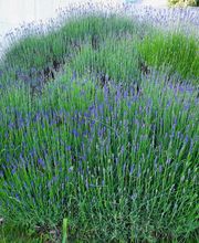 La CLEF d'OR Nettoyage et Conciergerie Sàrl Bild 11