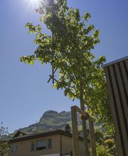 Hess Galabau AG Bild 7