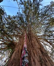 ONSFOREST Sagl Bild 5