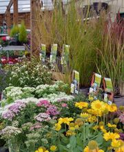 Gamm Vert Chantonnay image 2