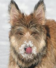 Tierklinik Rhenus AG Bild 8