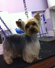 PRINCESS CANICHE image 8