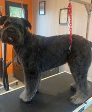 Nany'Dog Toilettage image 4