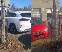 Hecke am baum entfernen.jpg