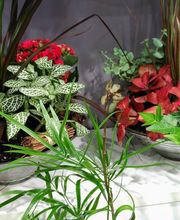 Floristería Imabel imagen 2