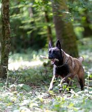 Agil'Canin 36 image 12