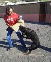 Residencia canina Tarazona imagen 20