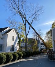 Greater Boston Tree Service image 4
