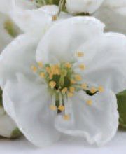 AU GRE DES FLEURS image 5