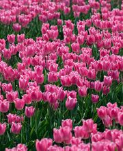 Zwettulips afbeelding 1