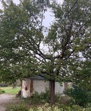 En Vie...d'Arbres image 5