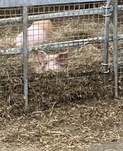 TiKa vom Moslerhof Bild 6