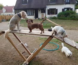 Keep Cool Dog image 18