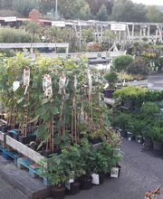 Jardinerie Delbard Le Puy en Velay image 18