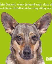 LVM Versicherung Thomas Grote - Versicherungsagentur Bild 4