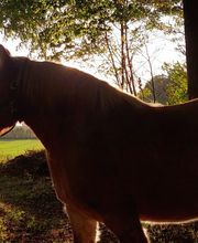 TierTherapieJasmina Bild 1