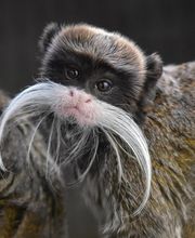 Zoo de La Boissière du Doré image 8