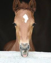 Les Ecuries De Kerrous EARL image 2