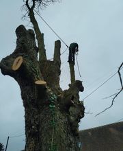 Arbo Paysagiste image 2