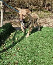 Sitz Platz Komm Hundeschule Marion Hans Bild 5
