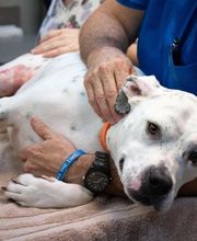 Highlands-Eldorado Veterinary Hospital image 7