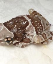 Kleintierpraxis Zur alten Mühle Bild 2