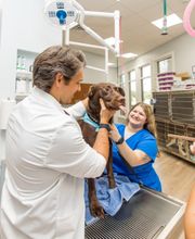 Paws In Paradise Animal Hospital image 2