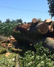 Des Racines à la Cime image 18