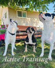 Colorful Canines image 17