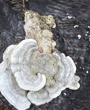 Baumpflege Luisoni GmbH Bild 7