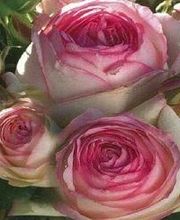 La Bouquetière image 4