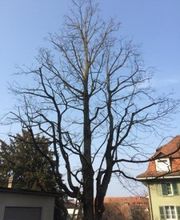 Schmocker & Co. Gartenbau GmbH Bild 6