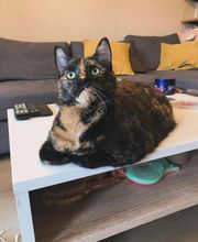 Mélanie Berquet Comportementaliste Félin image 3