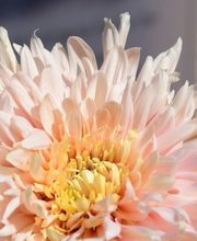 Mona's Flower Marrow e.K. Bild 1