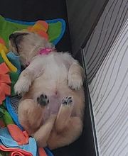 Elevage de la Cuvée des Golden Boss image 3