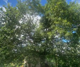 En Vie...d'Arbres image 6