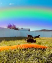 Colorful Canines image 19