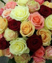 Jantzen Fleurs image 17