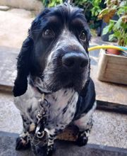 V'Educ-ton-chien image 18