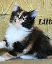 Allevamento Maine Coon Le Fate della Casa immagine 5