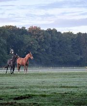Gut Einhaus Herzlake, exklusivste Reitsport- und Hofanlage Deutschlands mit Pferdesport-Areal, Emsland, Hofanlage, Pferdesportanlage, Reitturniere, Reitsport, Reitsportanlage, Pferdereiten, Pferdeveranstaltungen, Pferdeveranstaltungen in der Nähe, Hofanlagen, Reitsport Events, Ukrainischer Oligarch in Deutschland, Gut Einhaus Herzlake verkauft, Gut Einhaus Herzlake, Gut Einhaus Emsland, Gut Einhaus Besitzer, Pferde, Pferdestall, Pferdereiten, Pferdespringen, Dressurreiten