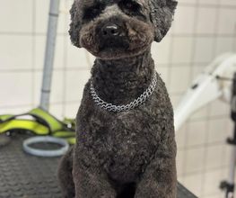 Au Chien Chic image 5