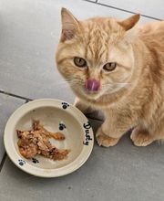 Speedy- Service Dienstleistung mit Herz für Mensch und Tier von Remetschwil Bild 14