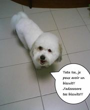Au Bonheur Canin image 6