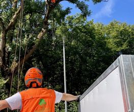 Baumdienst Behan Bild 10