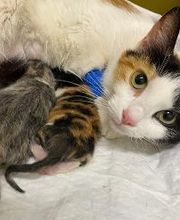 Clinica Veterinaria Leonardo da Vinci immagine 1