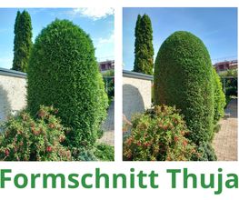 FormschnittThuja